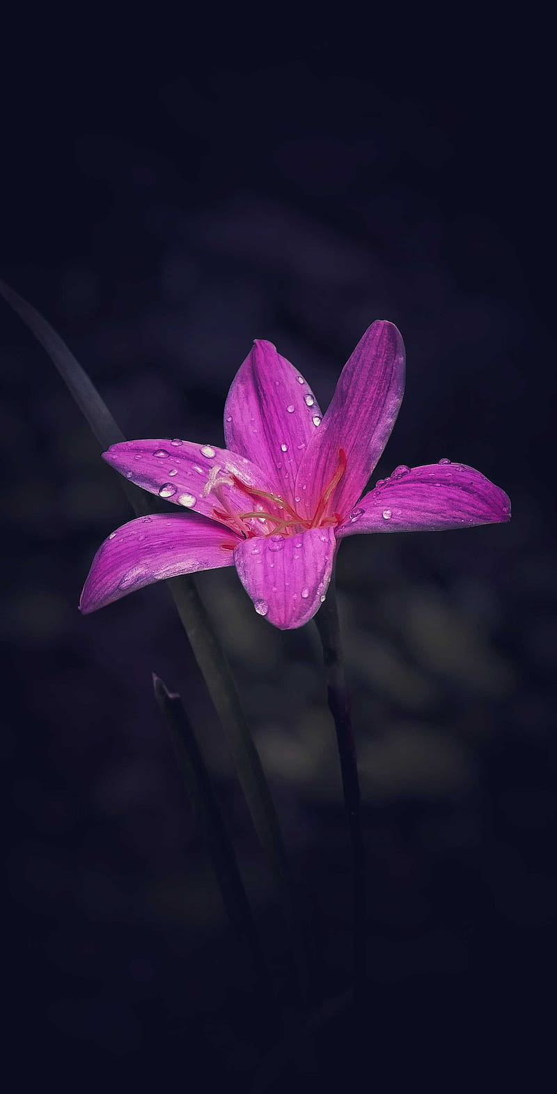 Dark deals flower background