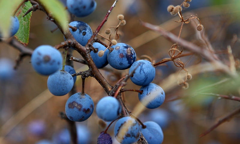 Blueberry Bush, brown, sweet, dessert, leaf, twigs, green, berry, plump, bush, blueberry, natural, blue, HD wallpaper