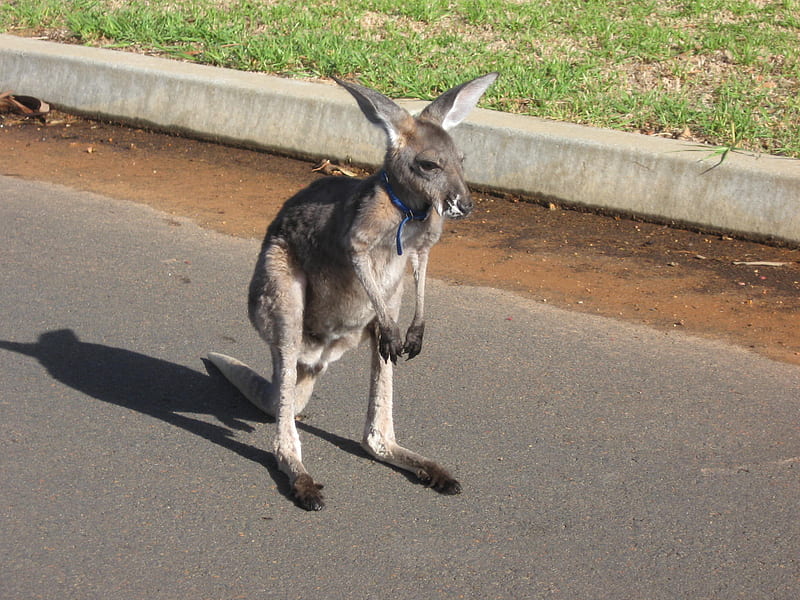 kangaroo in suburbia, collar, road, skippy, roo, HD wallpaper