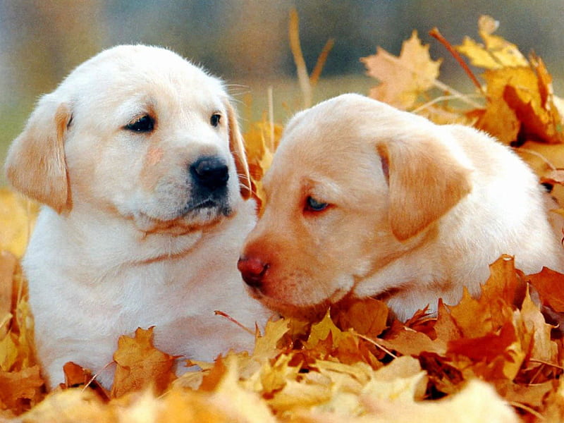 Playing in autumn leaves, love, siempre, animals, dogs, labradors, HD wallpaper