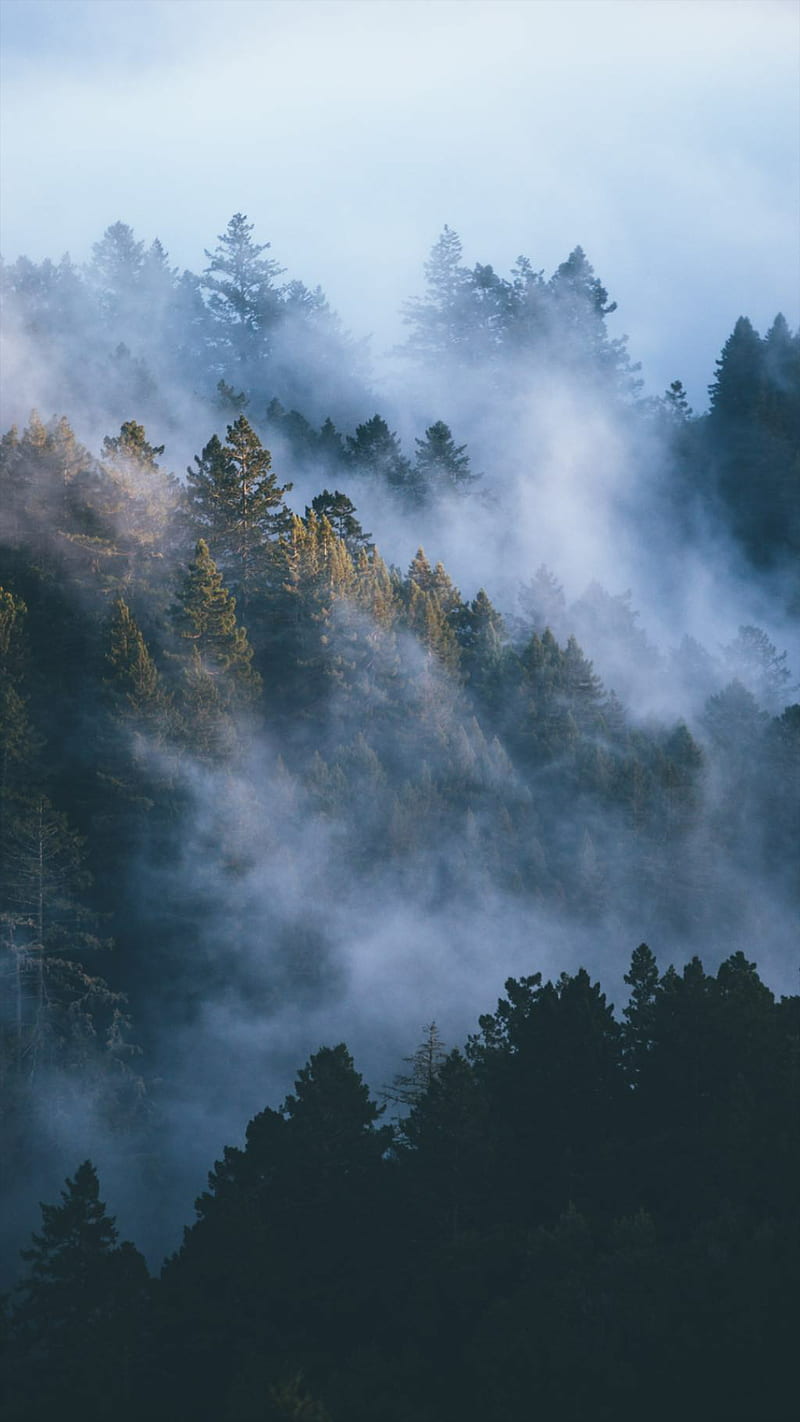 Misty Forest, trees, clouds, sky, , bonito, nature, mountains, fog, HD  phone wallpaper | Peakpx