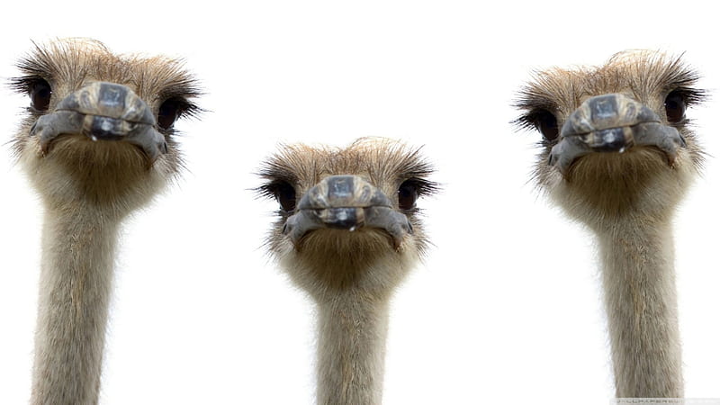 ostriches, ostrich, neck, head, bird, HD wallpaper