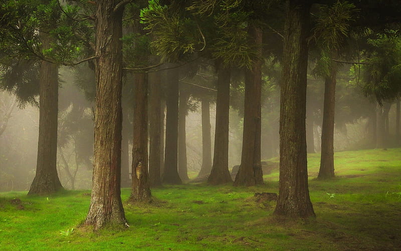 Forest Trees And Mist, HD wallpaper