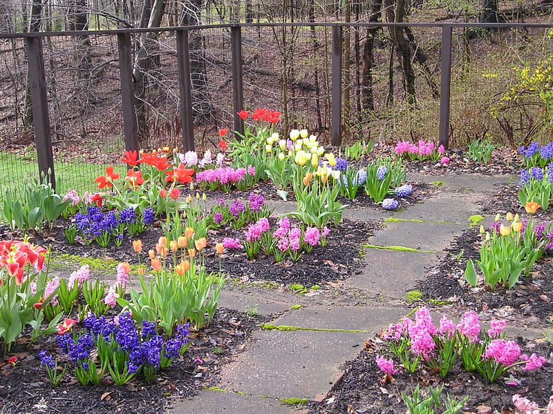 Fortress residents, ohio, brecksville, spring, tulips, HD wallpaper