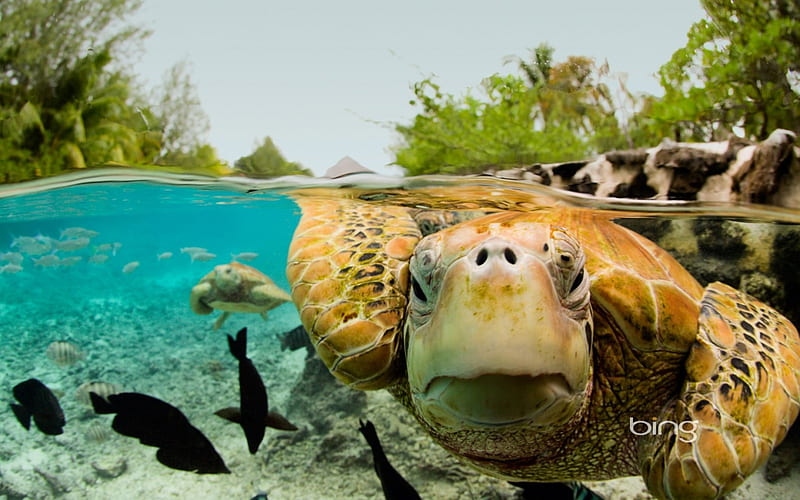 Green Sea Turtles in Bora Bora, Sea, in, Green, Turtles, Bora, HD wallpaper