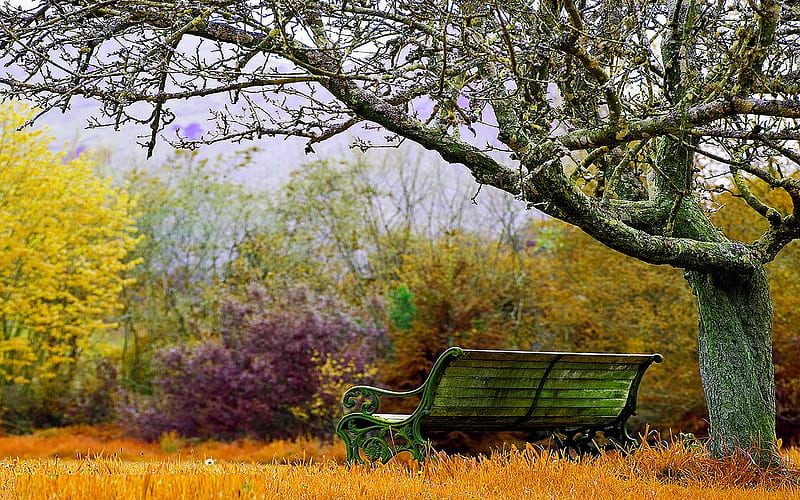 GARDEN BENCH, fall, autumn, bench, colors, garden, old tree, HD wallpaper