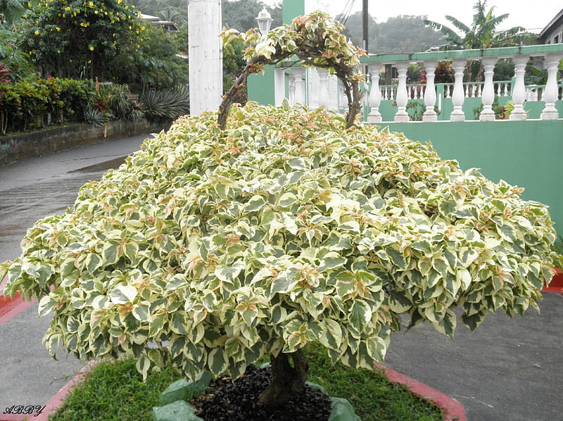 tree from Grenada Island, graphy, Flowers, white, Green, HD wallpaper