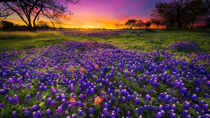 Dawn breaks over a field of bluebonnet, Texas, colorful, dawn, breaks, bonito, sunset, sky, bluebonnets, sunrise, meadow, field, HD wallpaper