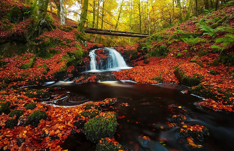 Forest stream in autumn, forest, stream, fall, autumn, creek, foliage ...