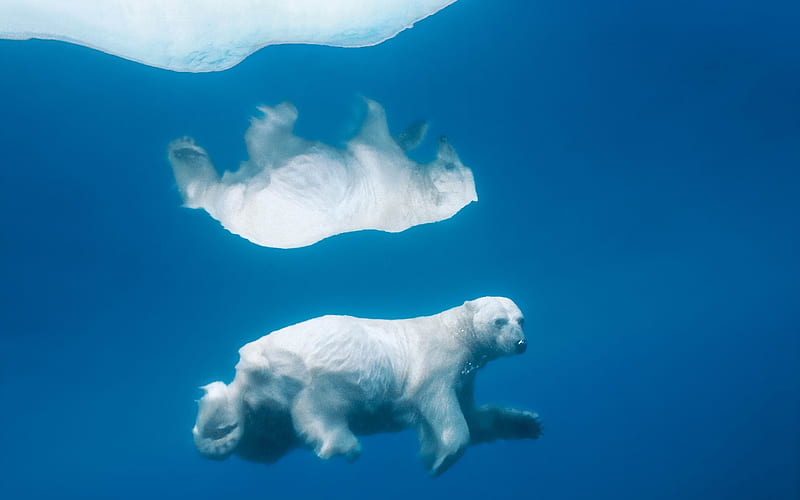 The polar bear under the ice-MAC OS X Mountain Lion, HD wallpaper