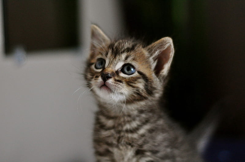 sweet kitten, little, grey brown, sitting, tiger, kitten, sweet, HD wallpaper