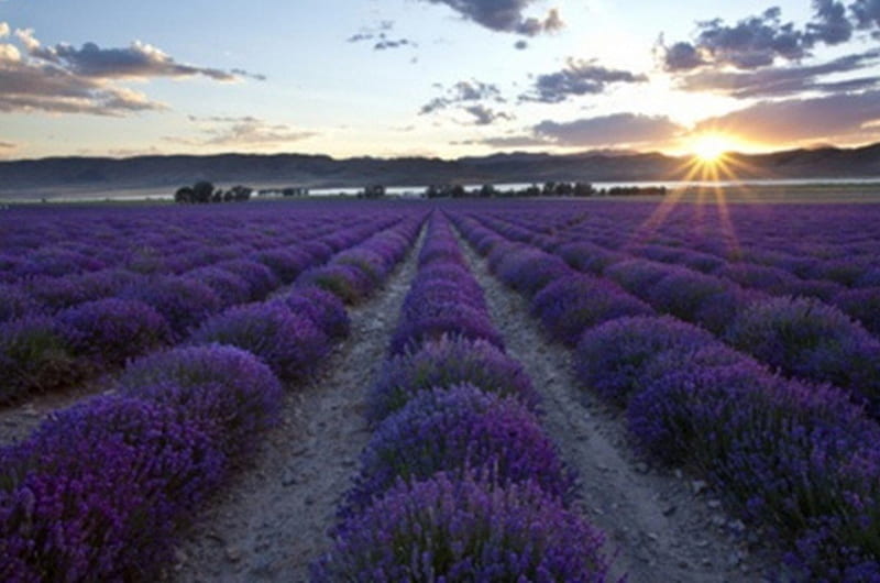 lavender farm, lavender, sun, sunrise, field, HD wallpaper