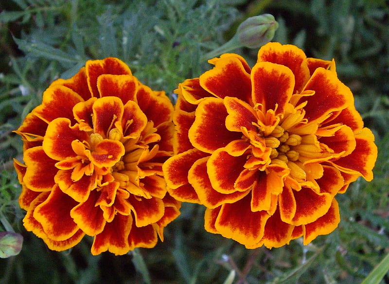 Marigolds, garden, flowers, orange, HD wallpaper