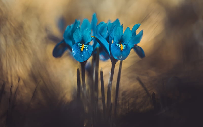 Iris, blue flowers, spring wild flowers, blue petals, spring, HD wallpaper