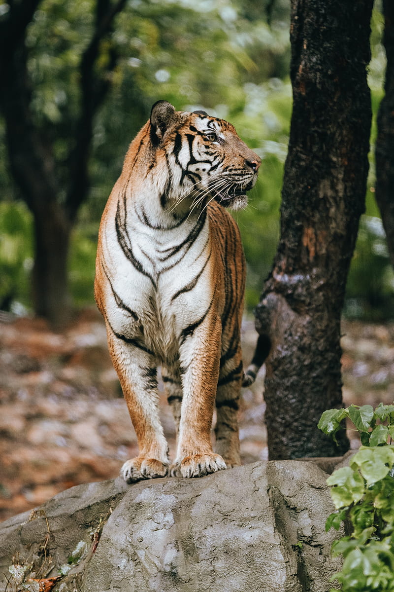 tiger, profile, predator, big cat, HD phone wallpaper