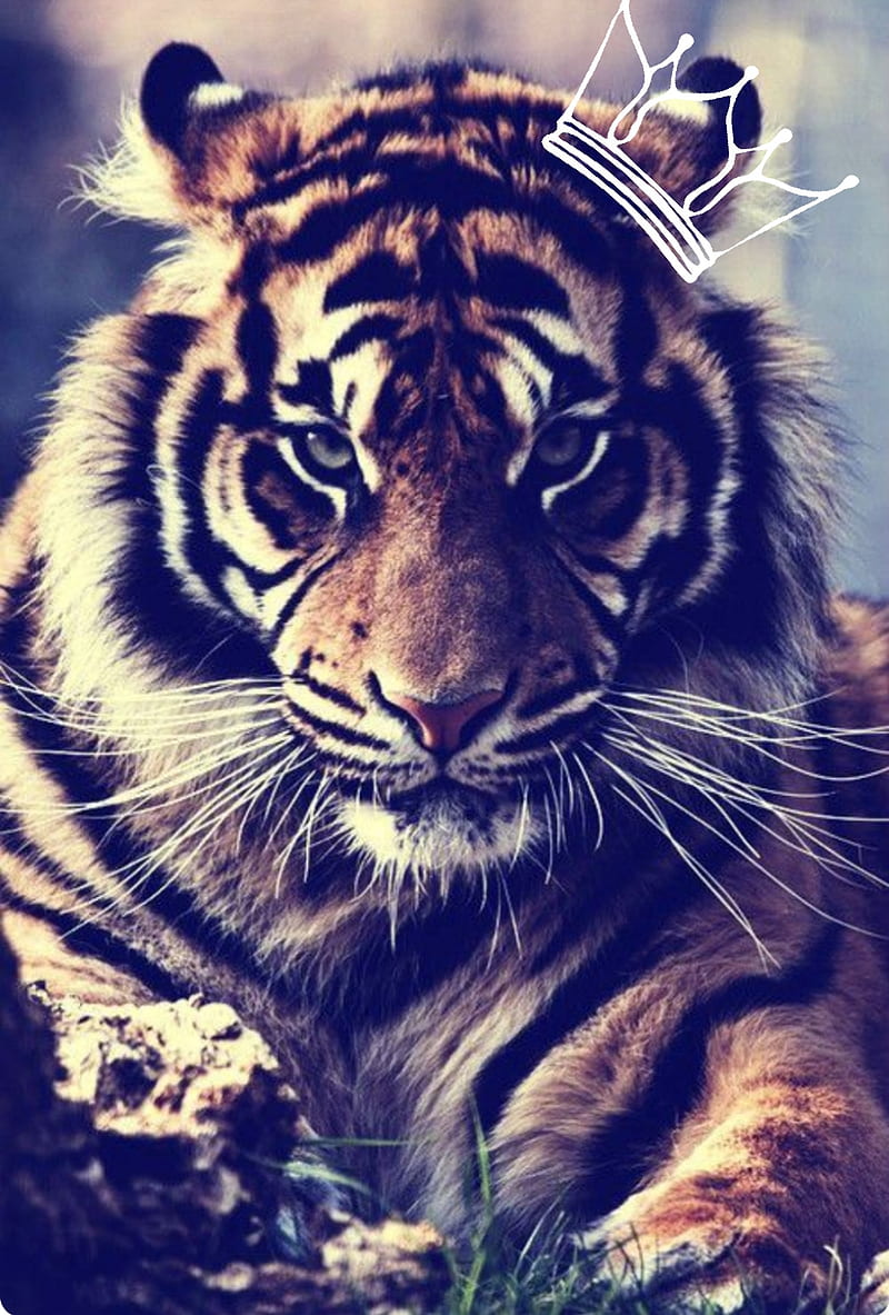The Queen Tigress, tiger, tigers, bonito, HD phone wallpaper