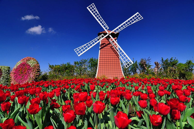 Mill among tulips, red, pretty, windmill, mill, bonito, clouds, holland, nice, flowers, tulips, lovely, wind, sky, trees, summer, nature, meadow, field, HD wallpaper