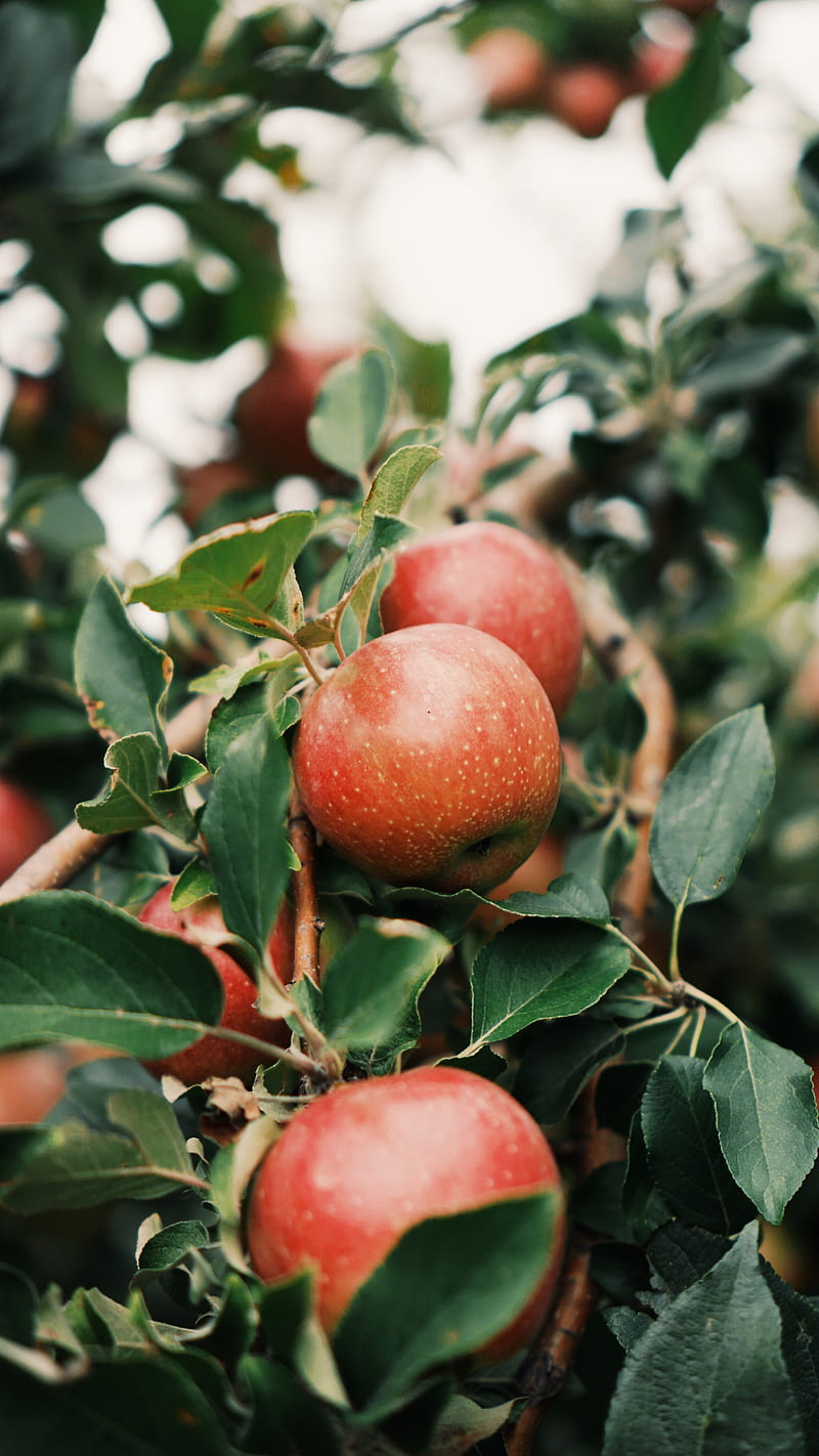 apples, fruit, branch, tree, garden, HD phone wallpaper