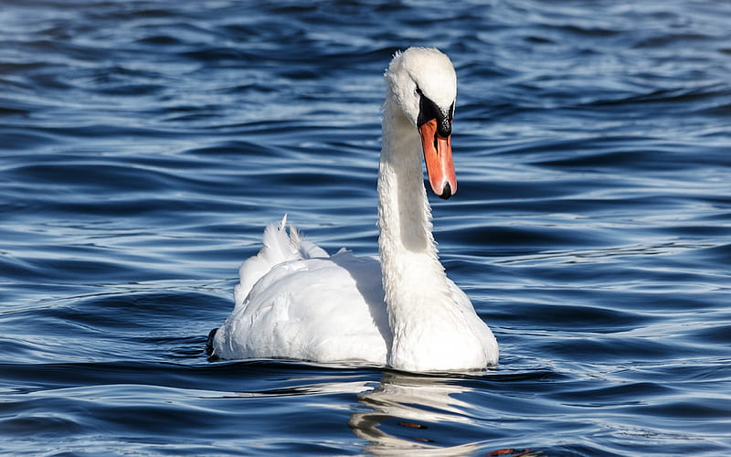 white swan, lake, swan on the water, white bird, beautiful swan, swans, HD wallpaper