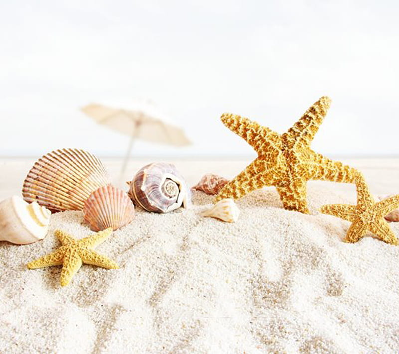 beach, sand, shell, HD wallpaper