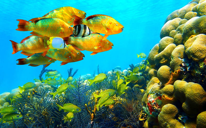 underwater, fish, tropical fish, tropical island, ocean, HD wallpaper