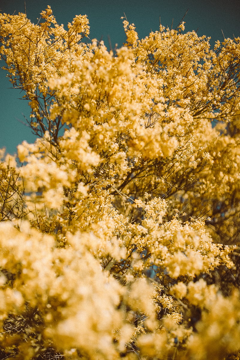 flowers, yellow, branch, blur, HD phone wallpaper