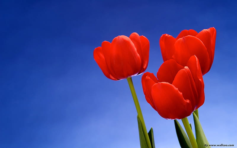 red tulips-Tulip under the blue sky, HD wallpaper