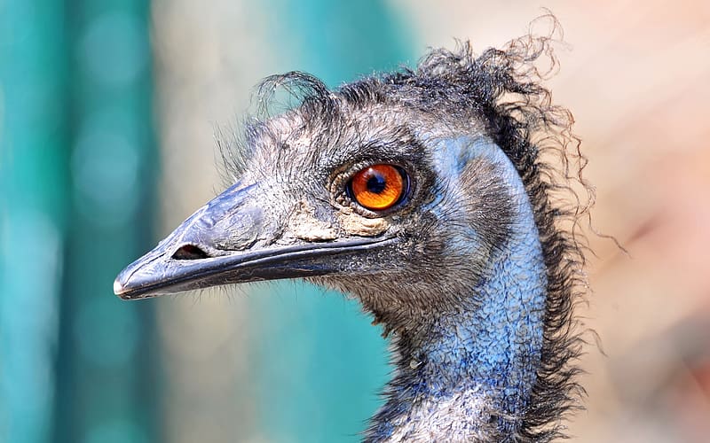 Birds, Animal, Emu, HD wallpaper