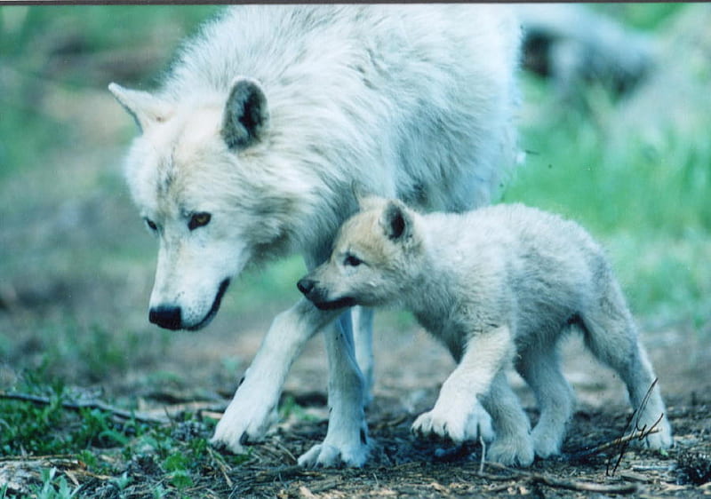 Artic Wolf and Pup, grass, wolf pup, white wolves, puppies, artic wolf, red wolf, grey wolf, nature, wolves, HD wallpaper