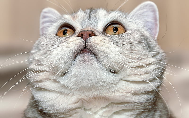 big fluffy cat, Scottish Fold, portrait, domestic cat, big eyes, HD wallpaper