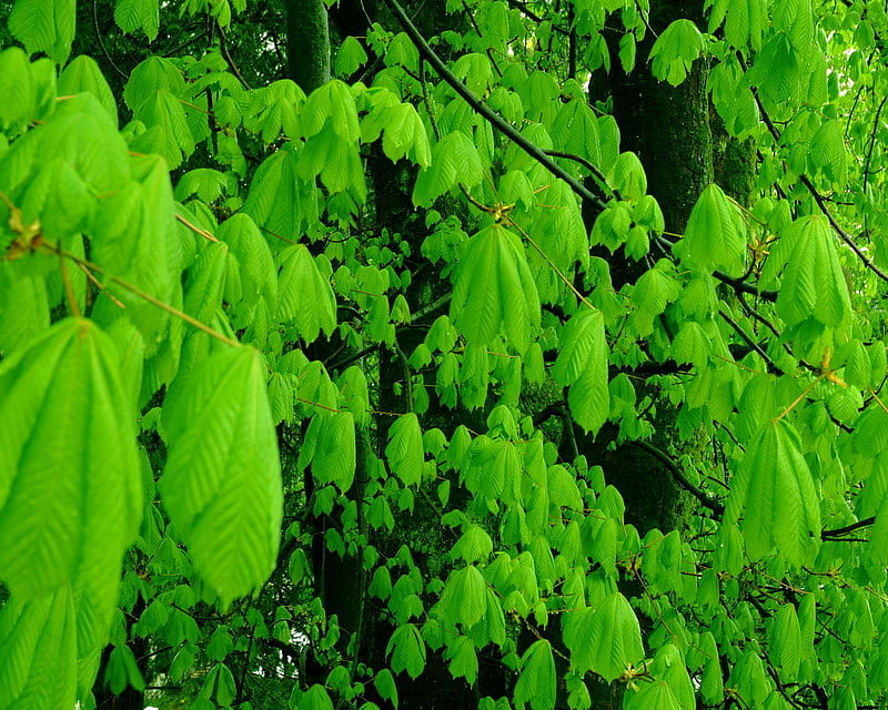 COMMON HORSE CHESTNUT, tree, leaves, branches, green, HD wallpaper