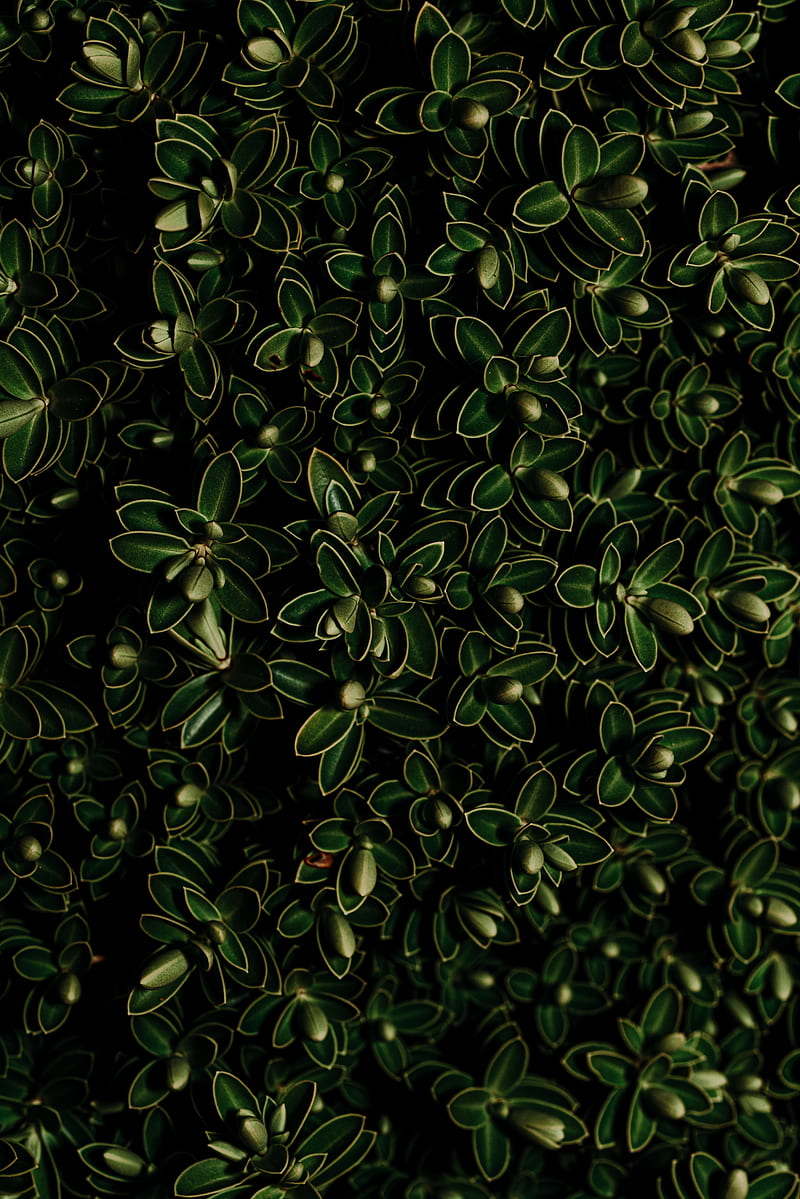 plants, leaves, green, dark, closeup, HD phone wallpaper