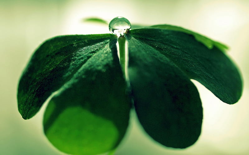 Water drops on green leaves-Plant macro graphy, HD wallpaper