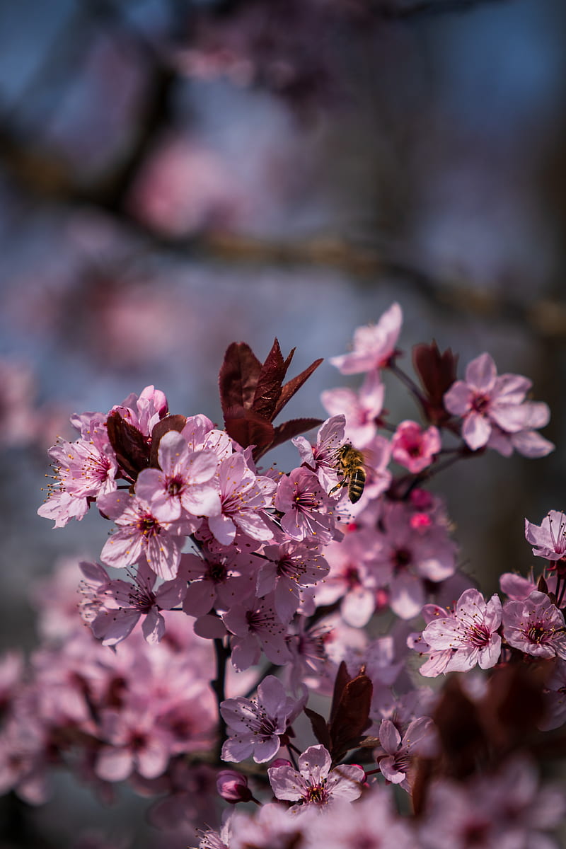 flowers, bee, petals, spring, HD phone wallpaper