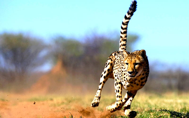 RUN CHEETAH RUN, running, cheetah, cat, wild, HD wallpaper