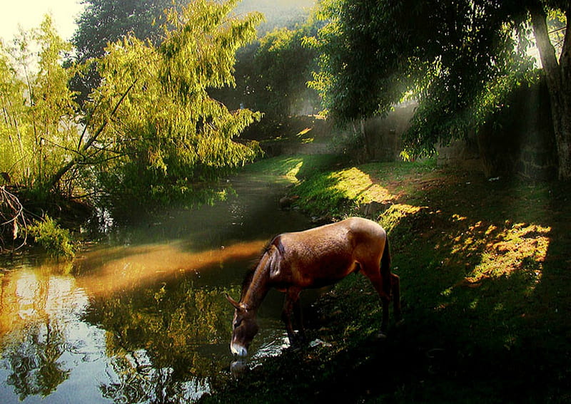 Drinking Place, pond, forest, water, mule, sunlight, path, sun rays, trees, HD wallpaper
