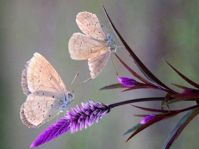 Fragile, flower, butterflies, purple, HD wallpaper