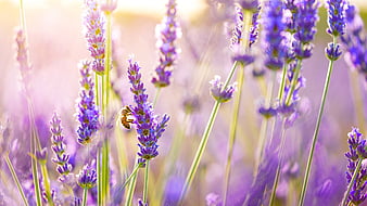 Lavender Flowers, flowers, lavender, HD wallpaper