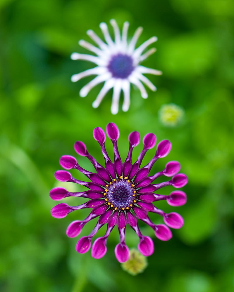 gerbera, flower, macro, pinwheel, purple, HD phone wallpaper