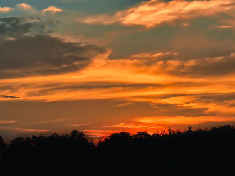sunset, tree, horizon, silhouette, HD wallpaper
