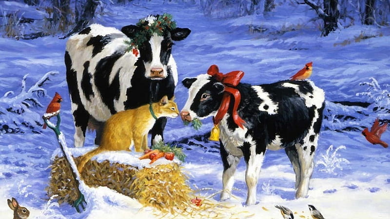 Christmas Cows, far, christmas, black, calf, white, cat, animals, cows, HD wallpaper