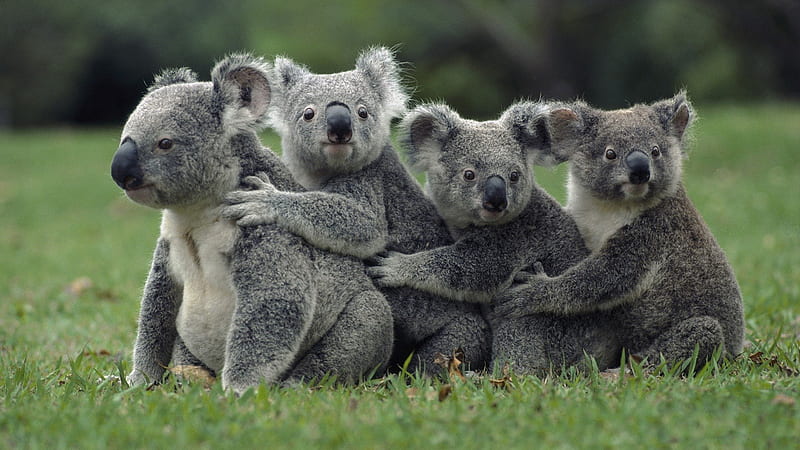 *** Koala bears ***, misie, koala, zwierzeta, ladowe, HD wallpaper