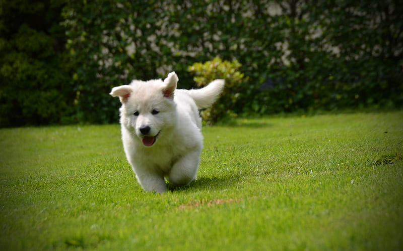 White Swiss Shepherd puppy, running dog, pets, White Shepherd, dogs, Berger Blanc Suisse, White Shepherd Dog, HD wallpaper