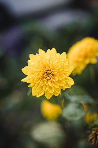 ~ Dahlia in Bloom ~, Yellow, Dahlia, Petals, Flower, HD wallpaper | Peakpx