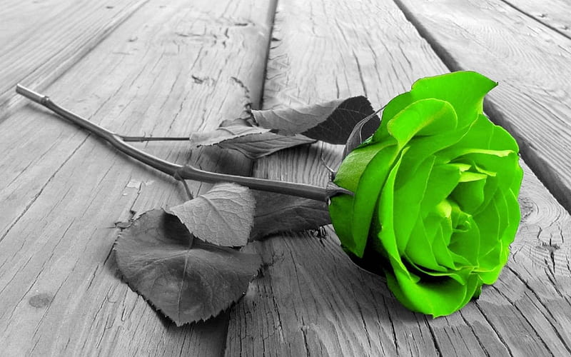 Rosa verde, color verde, rosa, tallo, flor, Fondo de pantalla HD | Peakpx