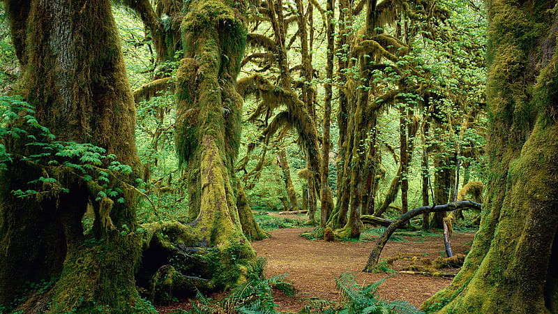 Fern Forest Trees With Moss Nature, HD wallpaper
