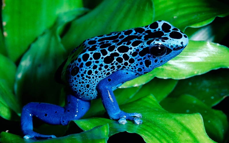 Blue Frog, colorful, frog, blue, leaf, HD wallpaper