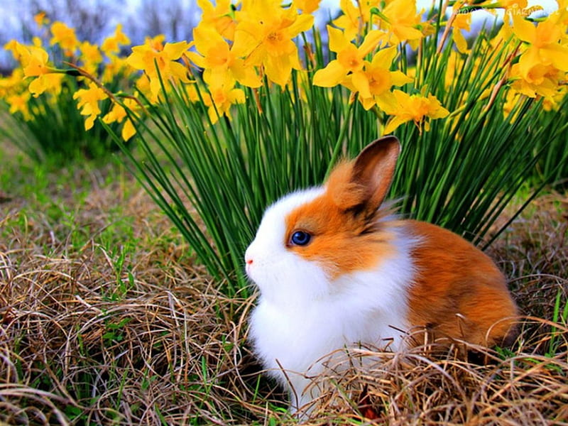Easter Bunny, blossoms, narcissus, flowers, springtime, HD wallpaper