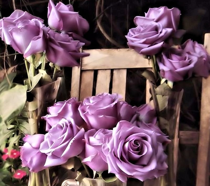 Rosas moradas, bonitas, rosas, flores, moradas, Fondo de pantalla HD |  Peakpx