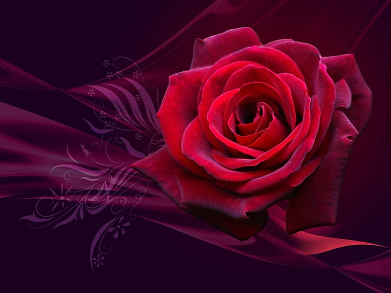 Magical Roses for you Morenita..!!, magical, for, os, rose, HD wallpaper
